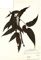 藏品(化香樹)的圖片